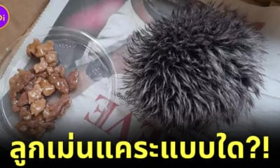 ลูกเม่นแคระ ปอมปอม