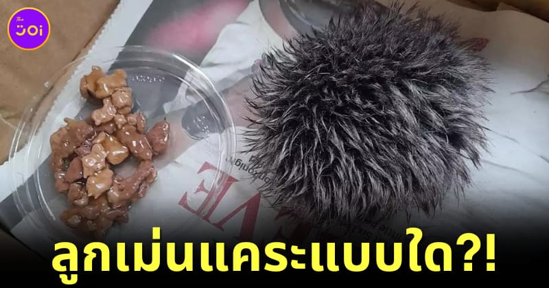 ลูกเม่นแคระ ปอมปอม