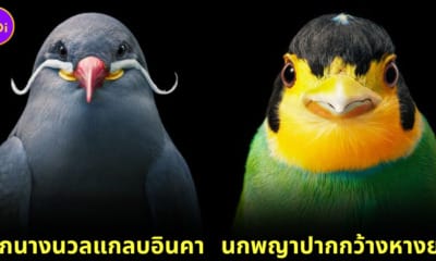 นกหายากและใกล้สูญพันธุ์ที่สวยงามและเท่สุดๆ