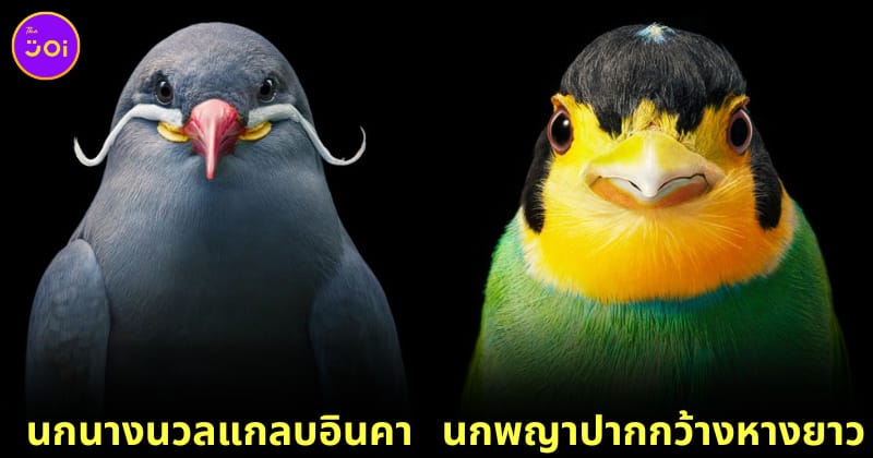 นกหายากและใกล้สูญพันธุ์ที่สวยงามและเท่สุดๆ