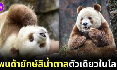 Ploy Design 800x420 Brown Panda