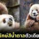 Ploy Design 800x420 Brown Panda