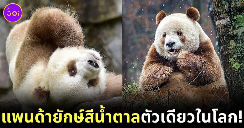 Ploy Design 800x420 Brown Panda