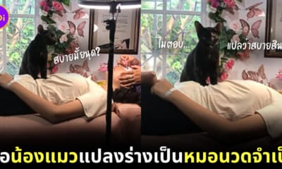 แมวนวดเจ้าของ