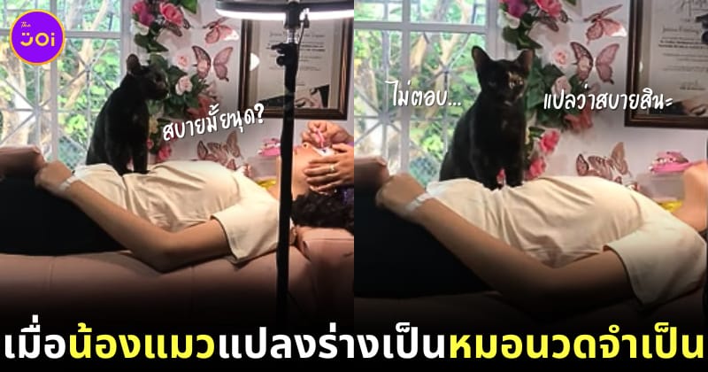 แมวนวดเจ้าของ