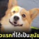 สุนัขตำรวจคอร์กี้ตัวแรกของจีน