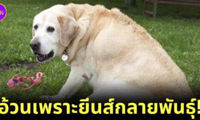 หมาลาบราดอร์อ้วน เพราะยีนส์กลายพันธุ์