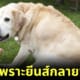 หมาลาบราดอร์อ้วน เพราะยีนส์กลายพันธุ์