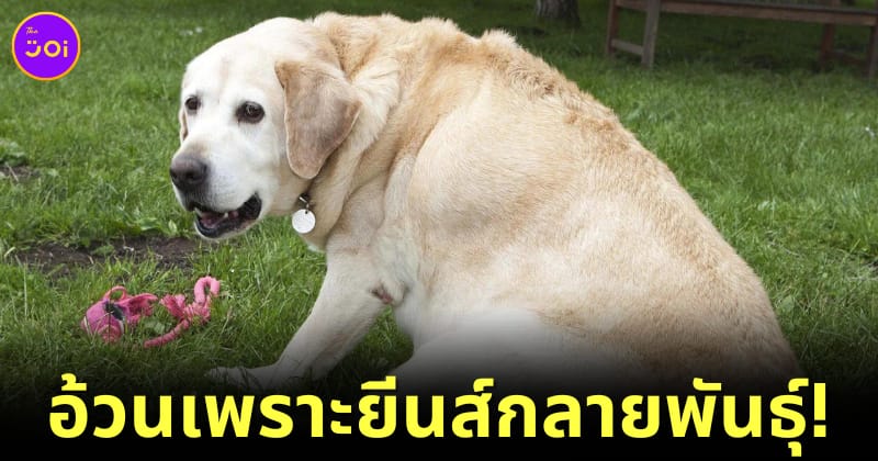 หมาลาบราดอร์อ้วน เพราะยีนส์กลายพันธุ์