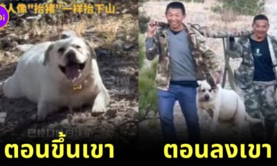 Ploy Design 800x420 Labrador climb mountain
