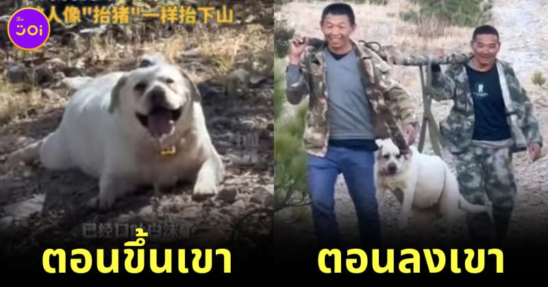 Ploy Design 800x420 Labrador climb mountain
