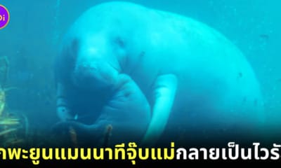 ลุกพะยูนแมนนาทีหอมแก้มแม่กลายเป็นไวรัล