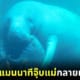 ลุกพะยูนแมนนาทีหอมแก้มแม่กลายเป็นไวรัล