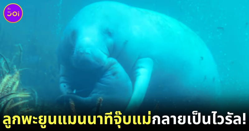 ลุกพะยูนแมนนาทีหอมแก้มแม่กลายเป็นไวรัล
