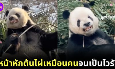 Meng Er แพนด้ายักษ์หักต้นไผ่กินเหมือนคน