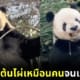 Meng Er แพนด้ายักษ์หักต้นไผ่กินเหมือนคน