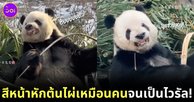 Meng Er แพนด้ายักษ์หักต้นไผ่กินเหมือนคน