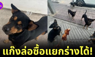 Ploy Design 800x420 Office Girl and dog