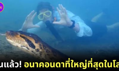 อนาคอนดาที่ใหญ่ที่สุดในโลก ตายแล้ว