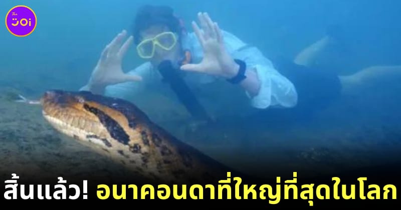 อนาคอนดาที่ใหญ่ที่สุดในโลก ตายแล้ว