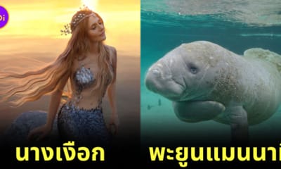 พาส่อง 25 สัตว์โลกน่ารักที่เป็นต้นแบบสัตว์ในเทพนิยายชื่อดัง