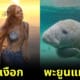 พาส่อง 25 สัตว์โลกน่ารักที่เป็นต้นแบบสัตว์ในเทพนิยายชื่อดัง