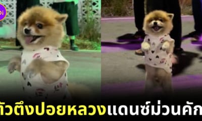 Ploy Design 800x420 pom dance