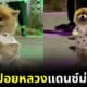Ploy Design 800x420 pom dance