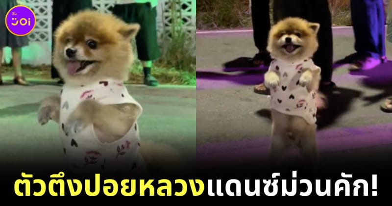 Ploy Design 800x420 pom dance
