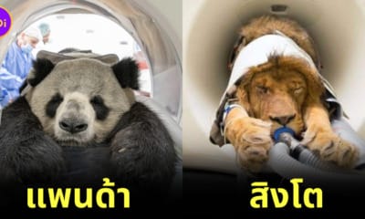 เมื่อสัตว์โลกน่ารักในสวนสัตว์ทำ CT Scan