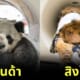 เมื่อสัตว์โลกน่ารักในสวนสัตว์ทำ CT Scan