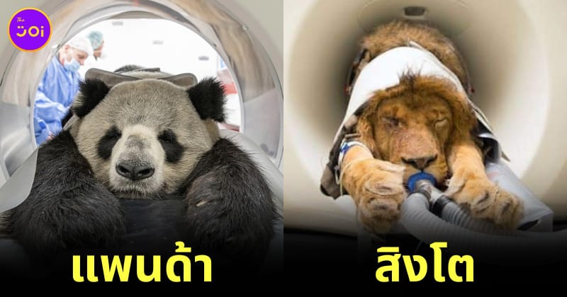 เมื่อสัตว์โลกน่ารักในสวนสัตว์ทำ CT Scan