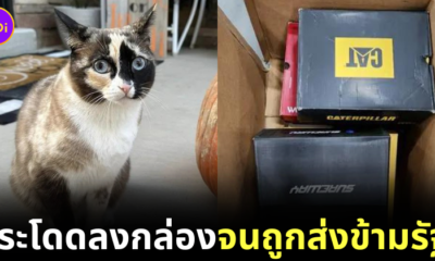 Cat Jump into the box amazon