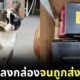 Cat Jump into the box amazon
