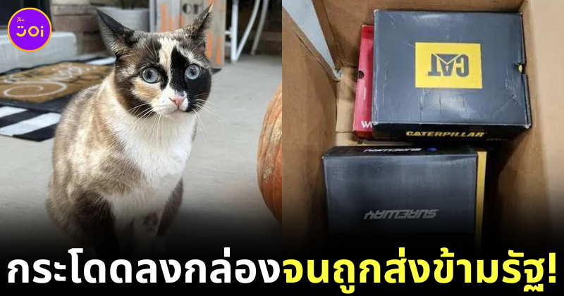 Cat Jump into the box amazon