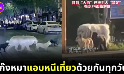 (มีคลิป) น้องหมา "แก๊ง F4" สี่ตัวแอบนัดเที่ยวด้วยกันทุกวัน แถมยังข้ามถนนบนทางม้าลาย เกิดเป็นภาพน่ารักจนเป็นไวรัล!
