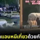 (มีคลิป) น้องหมา "แก๊ง F4" สี่ตัวแอบนัดเที่ยวด้วยกันทุกวัน แถมยังข้ามถนนบนทางม้าลาย เกิดเป็นภาพน่ารักจนเป็นไวรัล!