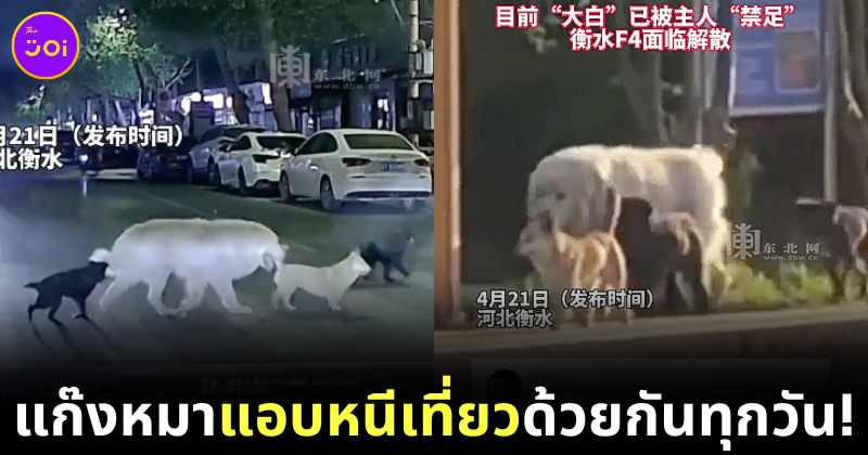 (มีคลิป) น้องหมา "แก๊ง F4" สี่ตัวแอบนัดเที่ยวด้วยกันทุกวัน แถมยังข้ามถนนบนทางม้าลาย เกิดเป็นภาพน่ารักจนเป็นไวรัล!