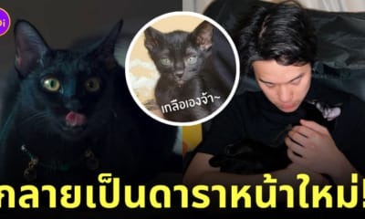 แมวดำในเรื่องสาธุ แมวเจมมี่เจมส์