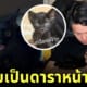 แมวดำในเรื่องสาธุ แมวเจมมี่เจมส์