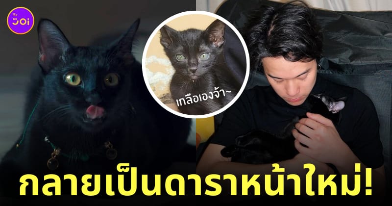 แมวดำในเรื่องสาธุ แมวเจมมี่เจมส์