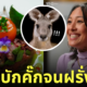 สาวไทยทำลาบจิงโจ้ มาสเตอร์เชฟ ออสเตรเลีย