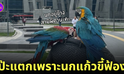 นกแก้วฟ้องสามี ภรรยานอกใจ