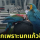 นกแก้วฟ้องสามี ภรรยานอกใจ