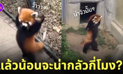 แพนด้าแดง ชูมือข่มขู่ศัตรู