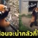 แพนด้าแดง ชูมือข่มขู่ศัตรู