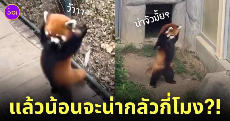 แพนด้าแดง ชูมือข่มขู่ศัตรู