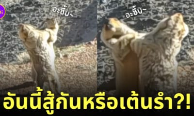 มาร์มอต สู้กัน เต้นรำ