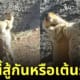 มาร์มอต สู้กัน เต้นรำ