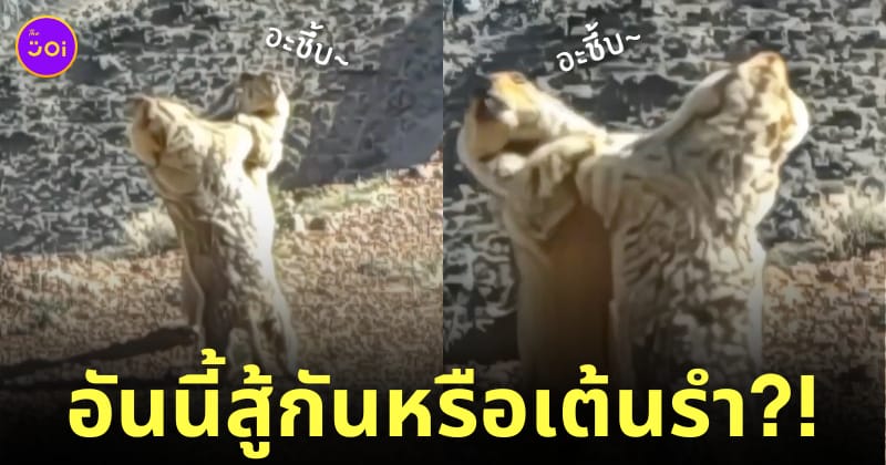 มาร์มอต สู้กัน เต้นรำ